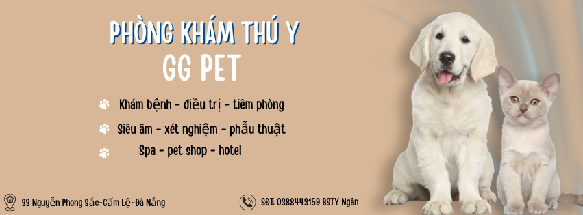 Giới thiệu GG PET