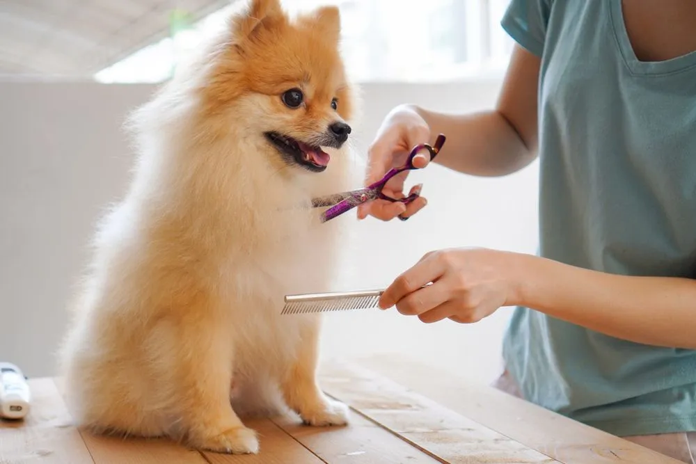 Grooming thú cưng Đà Nẵng